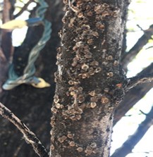 Heavy infestation of elm scales