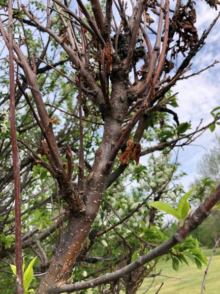deformed branche