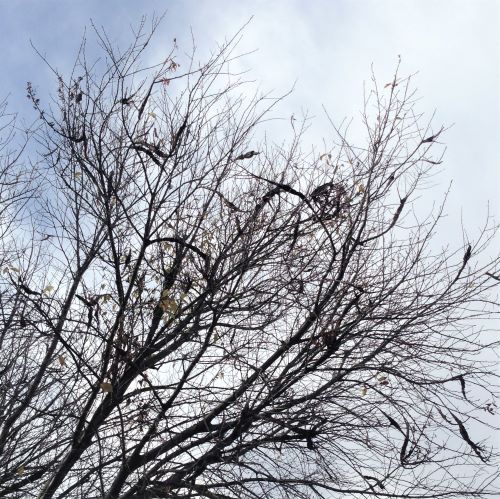 tree crown, heavy black knot infested branch
