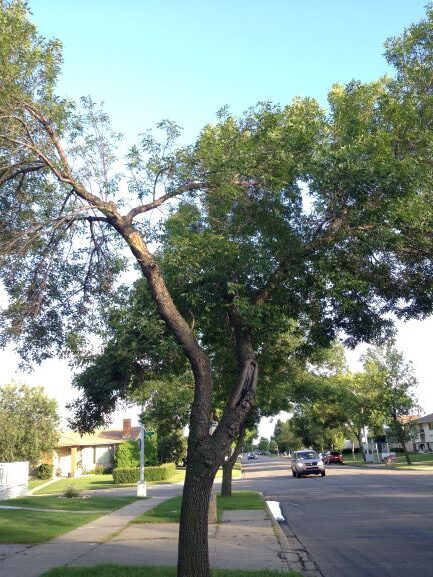 Pruning required