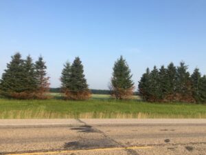 Windbreak partly burtn