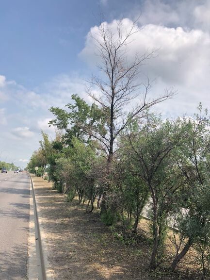 Sodium damage on trees and shrubs 