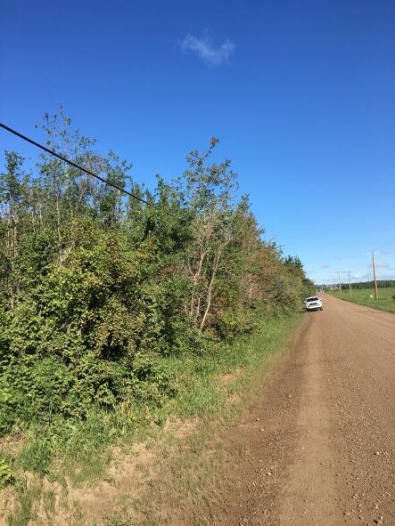 Sodium damage along road
