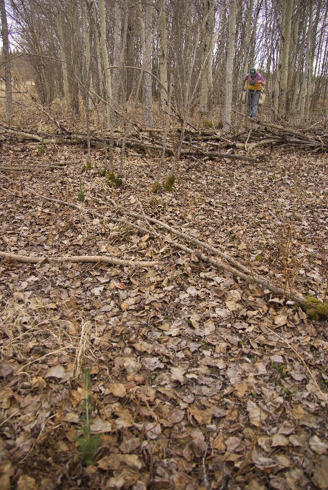 Leaves on forest floor