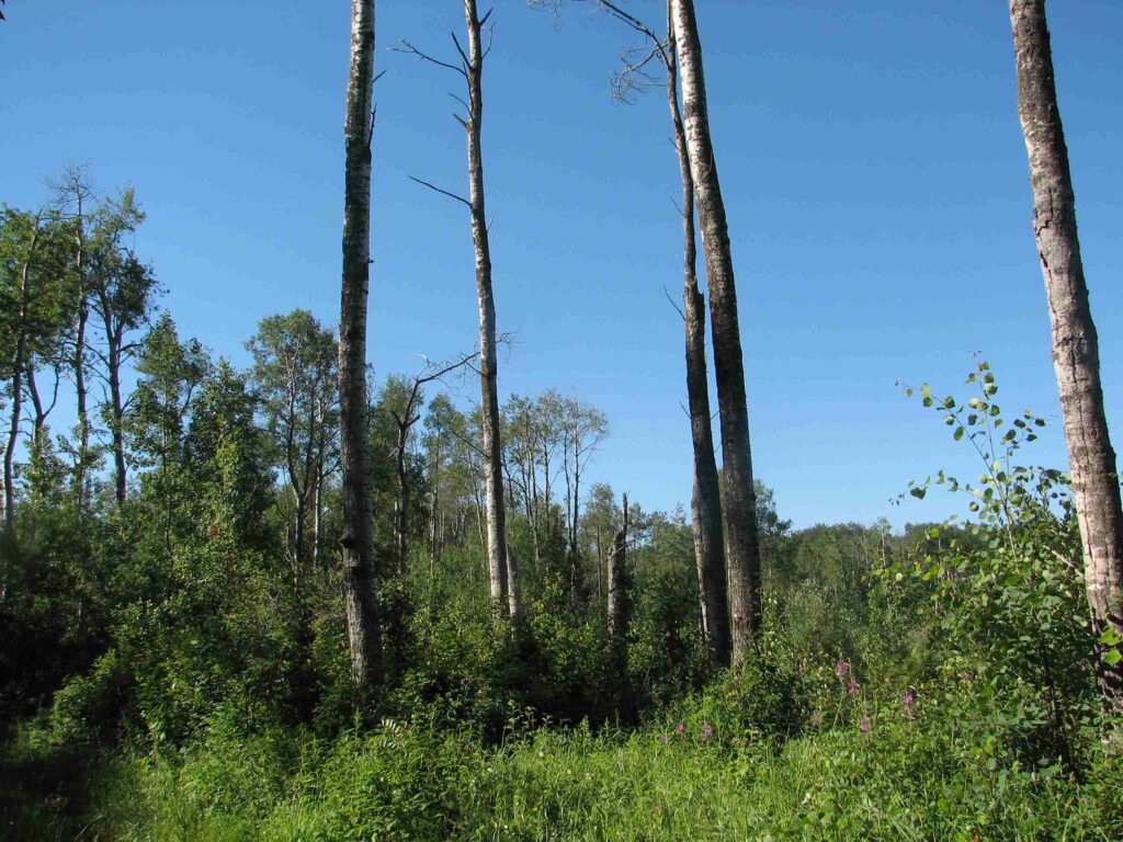 Drought effected forest