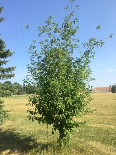 Drought impact on trees