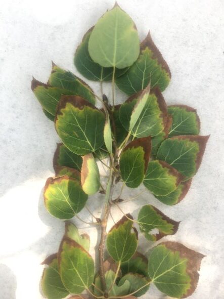 Drought on aspen leaves