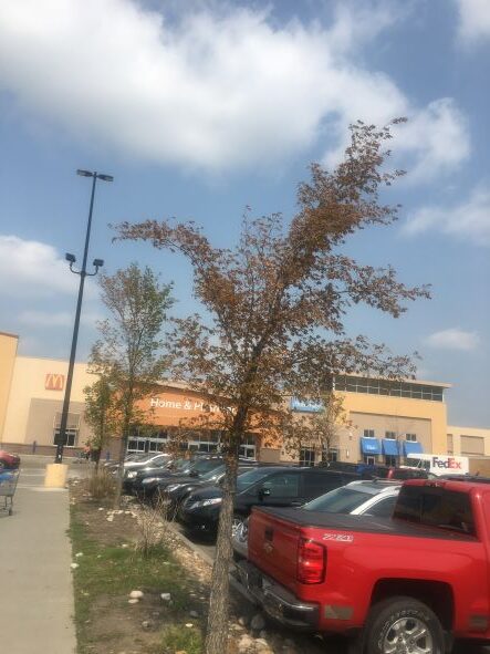 Dead elm trees 