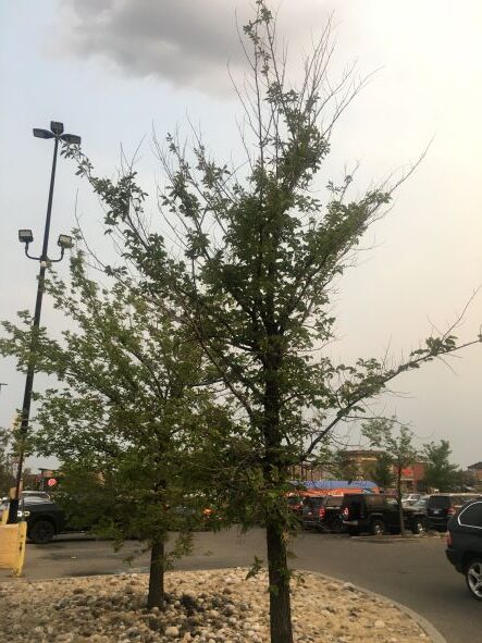 Drought on elm trees 