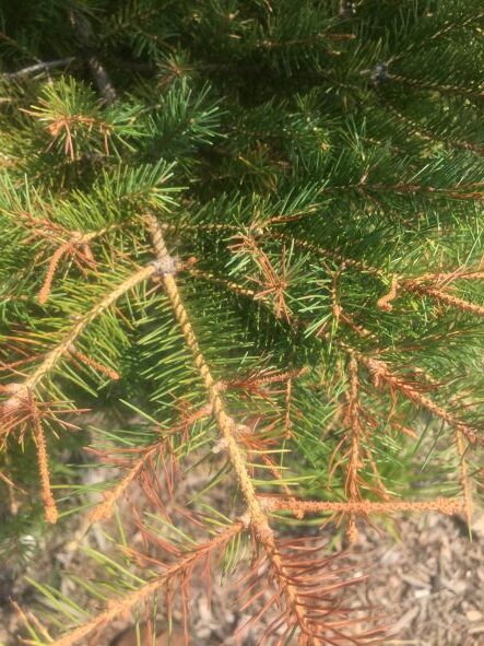 Drought on coniferous