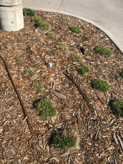 Watering and drought