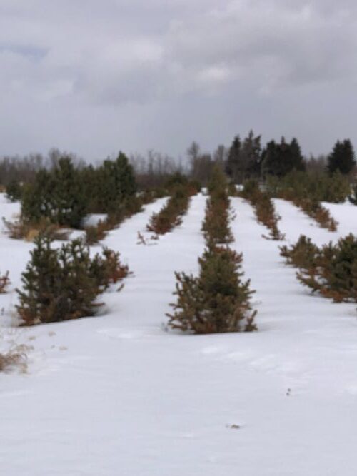 Snow cover in tree nursery 