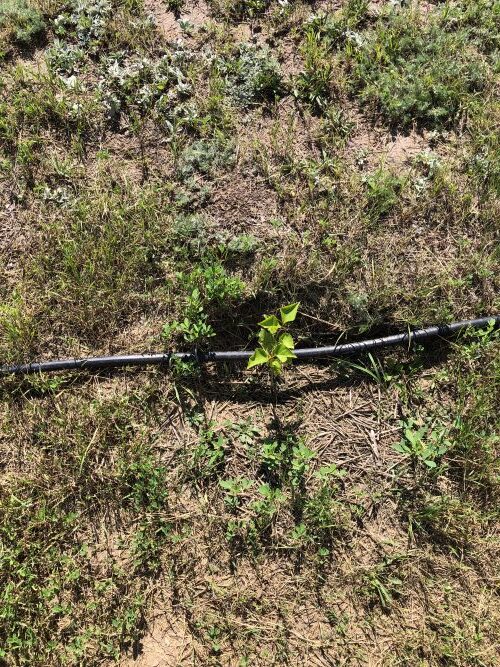 Watering newly planted trees