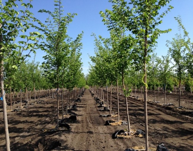 Large caliper tree