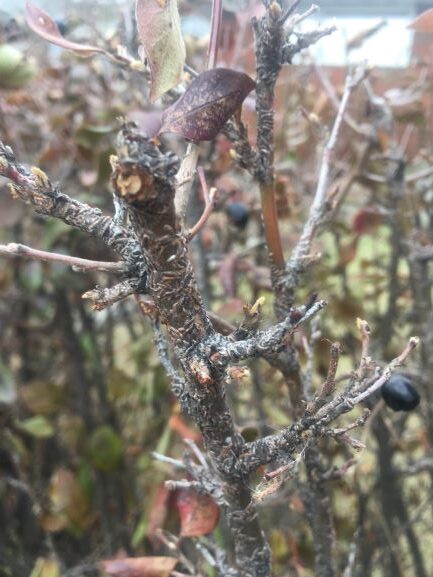 Oystershell scale on cottoneaster 
