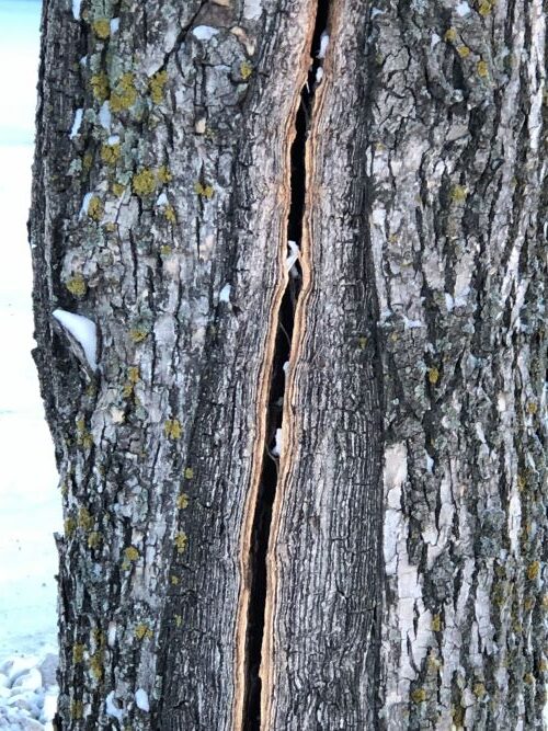 Crack along tree