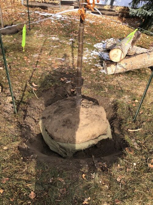Planting caliper tree