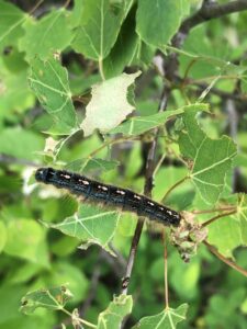 Forest Tent Caterpillar