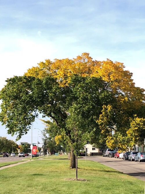 Urban forestry