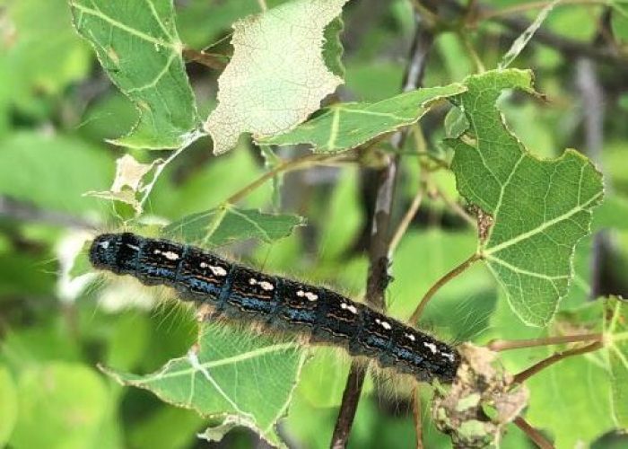 Forest Tent Caterpillar